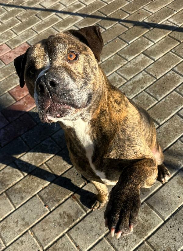 THOR PIT GENTILE Foto 6